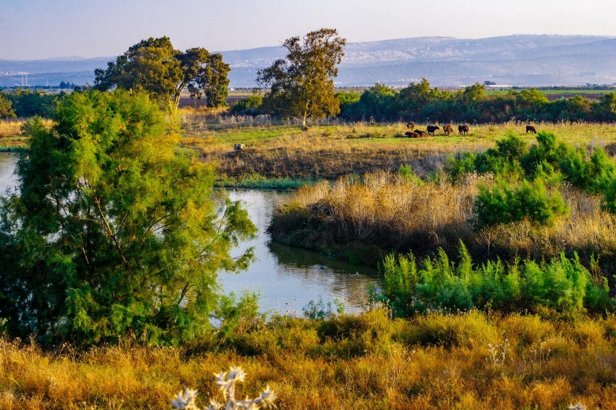 marshland with plants and a pond in haifa, israel