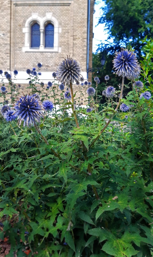 Biblical Garden