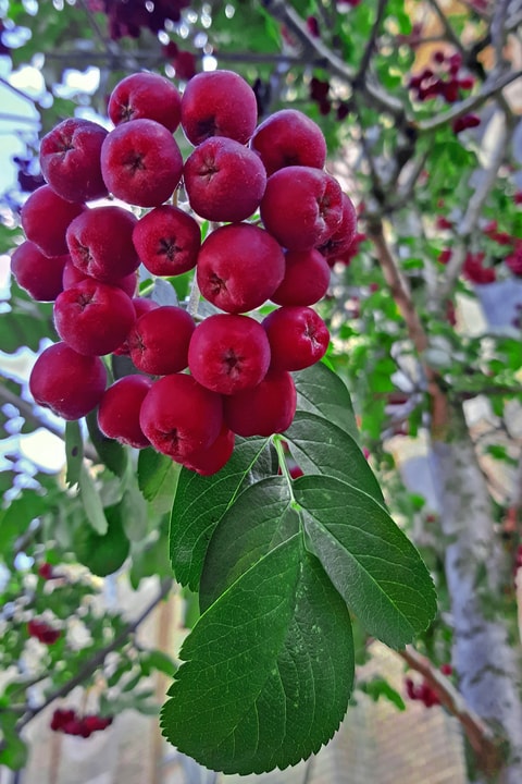 Biblical Garden