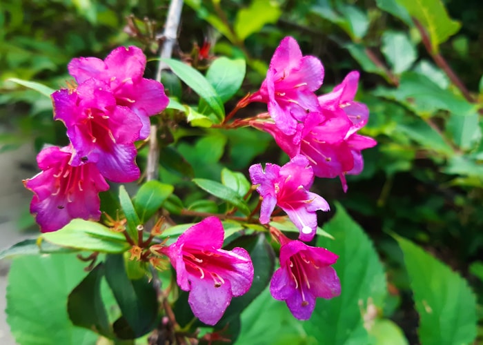 Biblical Garden