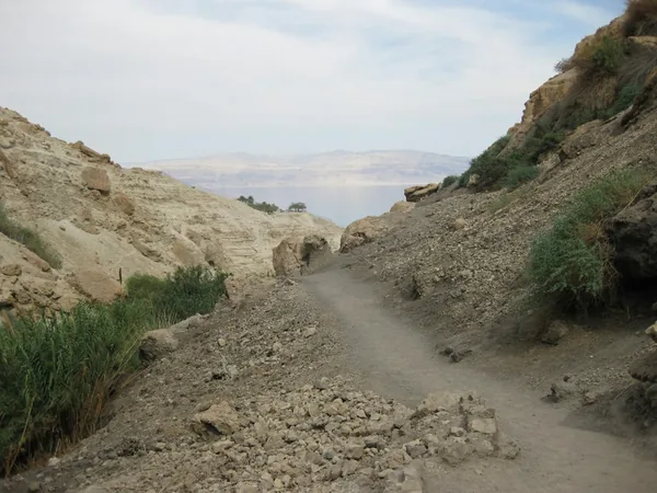 Ein Gedi